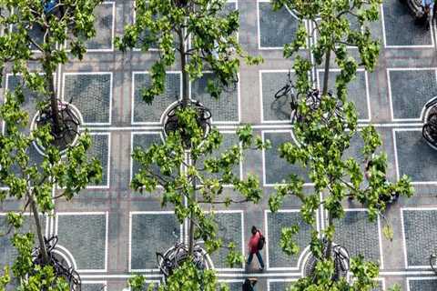 Green Oasis In Portland, OR: How Tree Trimming Enhances Overall Maintenance