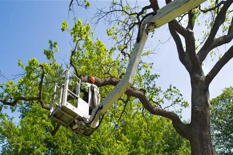 Why Choose Professional Tree Trimming Services For Superior Grass Seed Results