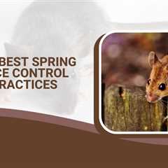 The Best Spring Mice Control Practices for Homeowners