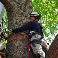 Mastering the Canopy: Essential Safety Training for Tree Pruning and Removal Professionals