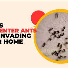 5 Ways Carpenter Ants Are Invading Your Waterloo Home