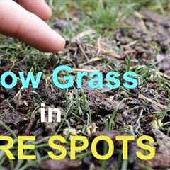 How to seed BARE SPOTS in your LAWN