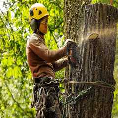 Top Reasons To Choose Professional Tree Services For Tree Felling In Portland, OR