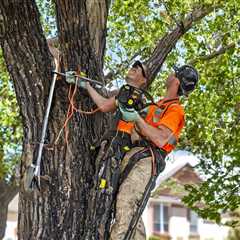 Tree Trimming Farmington UT 84025