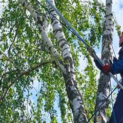 Seasonal Tree Care: Essential Services For Honolulu’s Unique Climate