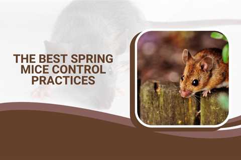 The Best Spring Mice Control Practices for Homeowners