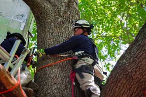 Mastering the Canopy: Essential Safety Training for Tree Pruning and Removal Professionals