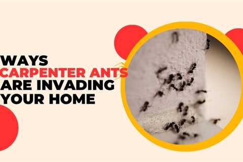 5 Ways Carpenter Ants Are Invading Your Waterloo Home