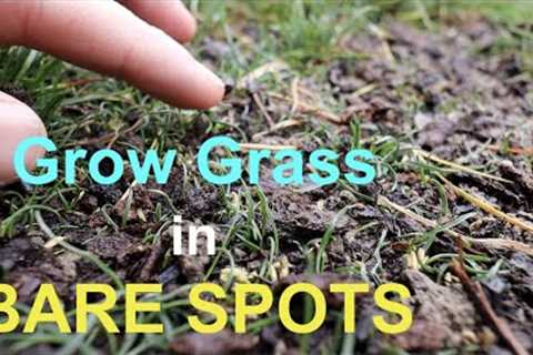 How to seed BARE SPOTS in your LAWN