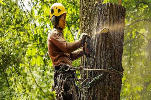 Top Reasons To Choose Professional Tree Services For Tree Felling In Portland, OR