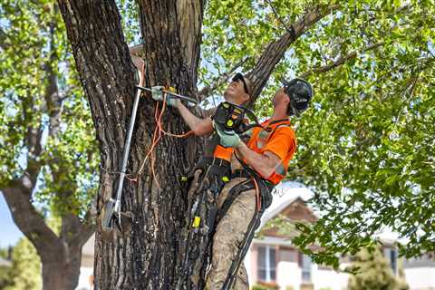 Tree Trimming Farmington UT 84025