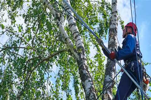 Seasonal Tree Care: Essential Services For Honolulu’s Unique Climate