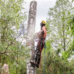 Benefits Of Hiring A Tree Removal Company In Portland With Expertise In Arboriculture