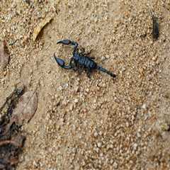 Scorpion Exterminator Services: A Key Component Of Comprehensive Outdoor Pest Control In Las Vegas