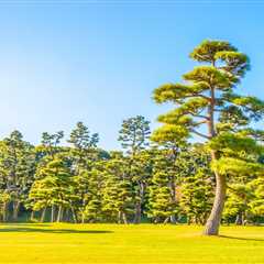 THE BENEFITS OF USING PROTECTIVE BARRIERS FOR TREES