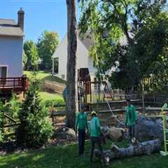 Patriot Tree Service: Your Go-To Emergency Tree Removal Experts in Northern Virginia