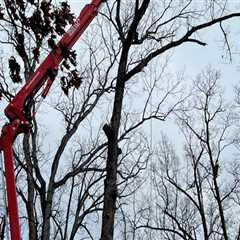 Patriot Tree Service: Your Go-To for Tree Care in Northern Virginia