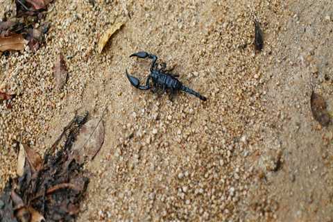 Scorpion Exterminator Services: A Key Component Of Comprehensive Outdoor Pest Control In Las Vegas