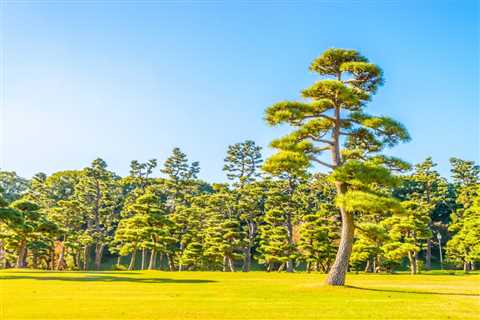 THE BENEFITS OF USING PROTECTIVE BARRIERS FOR TREES