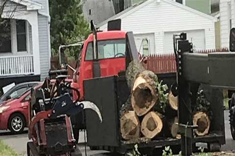 From Eyesore To Opportunity: How Stump Grinding Can Enhance Your Lancaster Property