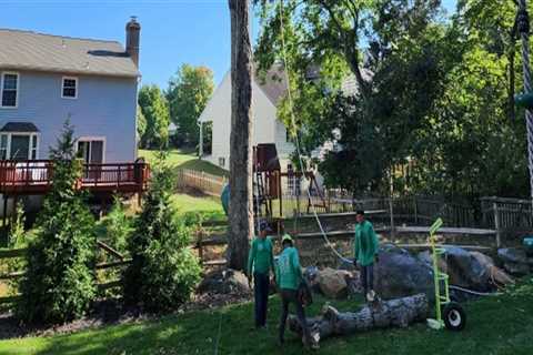 Patriot Tree Service: Your Go-To Emergency Tree Removal Experts in Northern Virginia