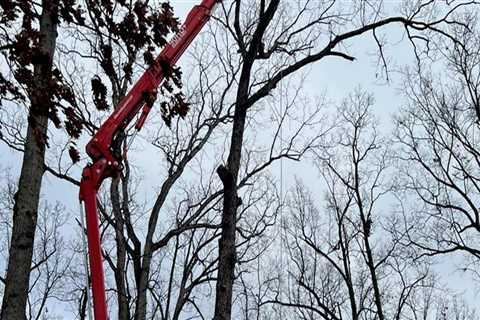 Patriot Tree Service: Your Go-To for Tree Care in Northern Virginia