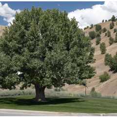 THE IMPORTANCE OF TREE PRESERVATION DURING ROAD CONSTRUCTION