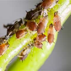 From Bugs To Branches: The Importance Of Pest Extermination And Arborist Services In Fayetteville