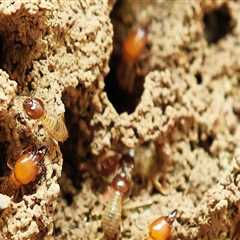 The Essential Role Of Termite Control Services In Comprehensive Tree Care Services In Fayetteville