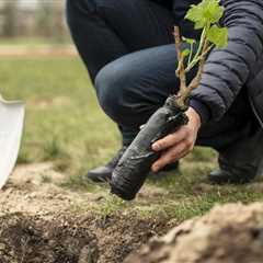 For Every Tree Removal, How Many Are Planted?