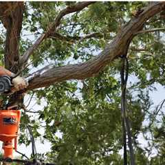 BEST PRACTICES FOR MANAGING TREE LIMBS NEAR ROOF LINES