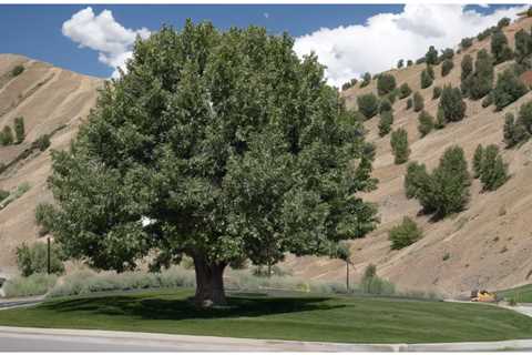 THE IMPORTANCE OF TREE PRESERVATION DURING ROAD CONSTRUCTION