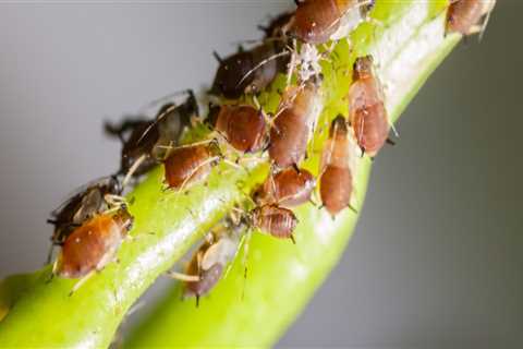 From Bugs To Branches: The Importance Of Pest Extermination And Arborist Services In Fayetteville