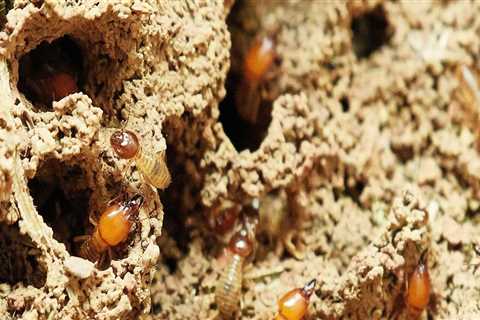 The Essential Role Of Termite Control Services In Comprehensive Tree Care Services In Fayetteville