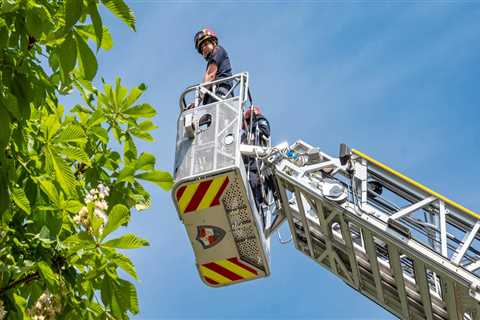 Optimizing Crane Tree Removal With Professional Trash Hauling Services In Dallas