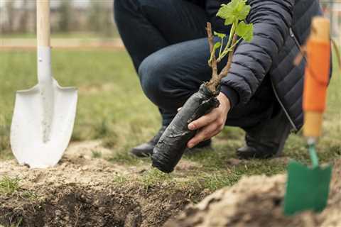 For Every Tree Removal, How Many Are Planted?