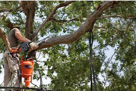 BEST PRACTICES FOR MANAGING TREE LIMBS NEAR ROOF LINES