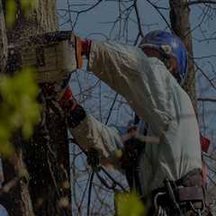 Portland's Go-To Expert Tree Removal Services For Landscaping Tree Care