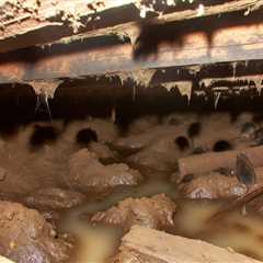 A Wet Crawl Space Can Lead To Pest Problems