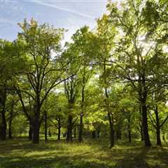 THE IMPORTANCE OF PROPER TREE CARE FOR LANDSCAPERS