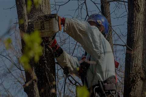 Portland's Go-To Expert Tree Removal Services For Landscaping Tree Care