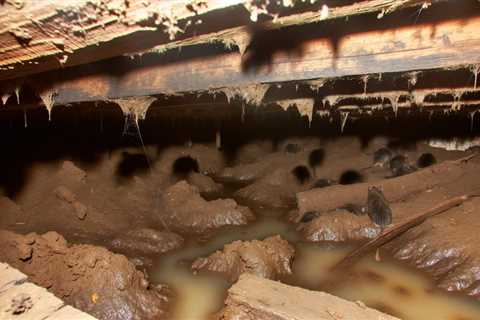 A Wet Crawl Space Can Lead To Pest Problems