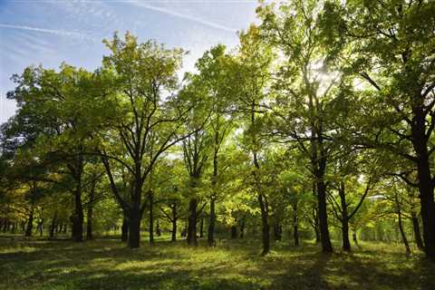 THE IMPORTANCE OF PROPER TREE CARE FOR LANDSCAPERS