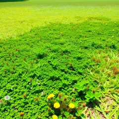 Weeds Taking Over Your St Augustine Lawn In South Florida