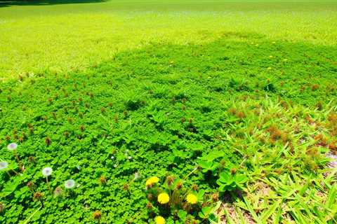 Weeds Taking Over Your St Augustine Lawn In South Florida