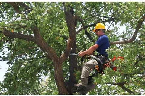 THE IMPORTANCE OF PROPERLY PRUNING TREES TO MANAGE GROWTH