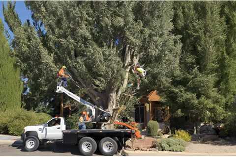 THE IMPORTANCE OF PROPER TREE CARE FOR HOMEBUYERS