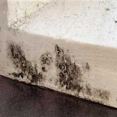 Tips for Preventing Mold and Mildew Growth on Sealed Surfaces