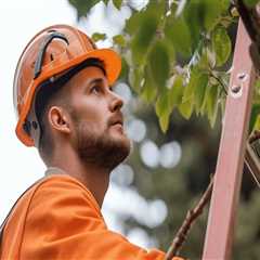 Essential Tree Care Tips From The Leading Tree Services Experts In Orlando, FL