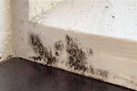 Tips for Preventing Mold and Mildew Growth on Sealed Surfaces